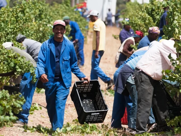 farmers-south-africa